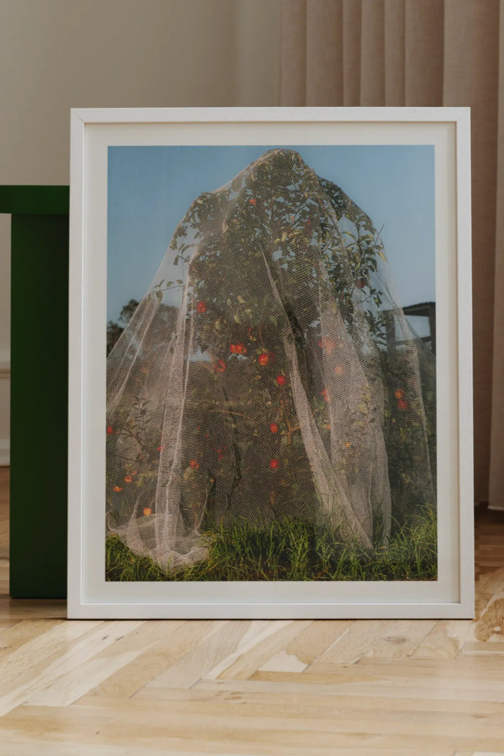 The Poster Club Apple Tree - Photo Art Print, a vibrant contemporary nature photography print depicting an apple tree heavily laden with bright red apples, subtly veiled by a delicate white protective mesh netting, set against a.