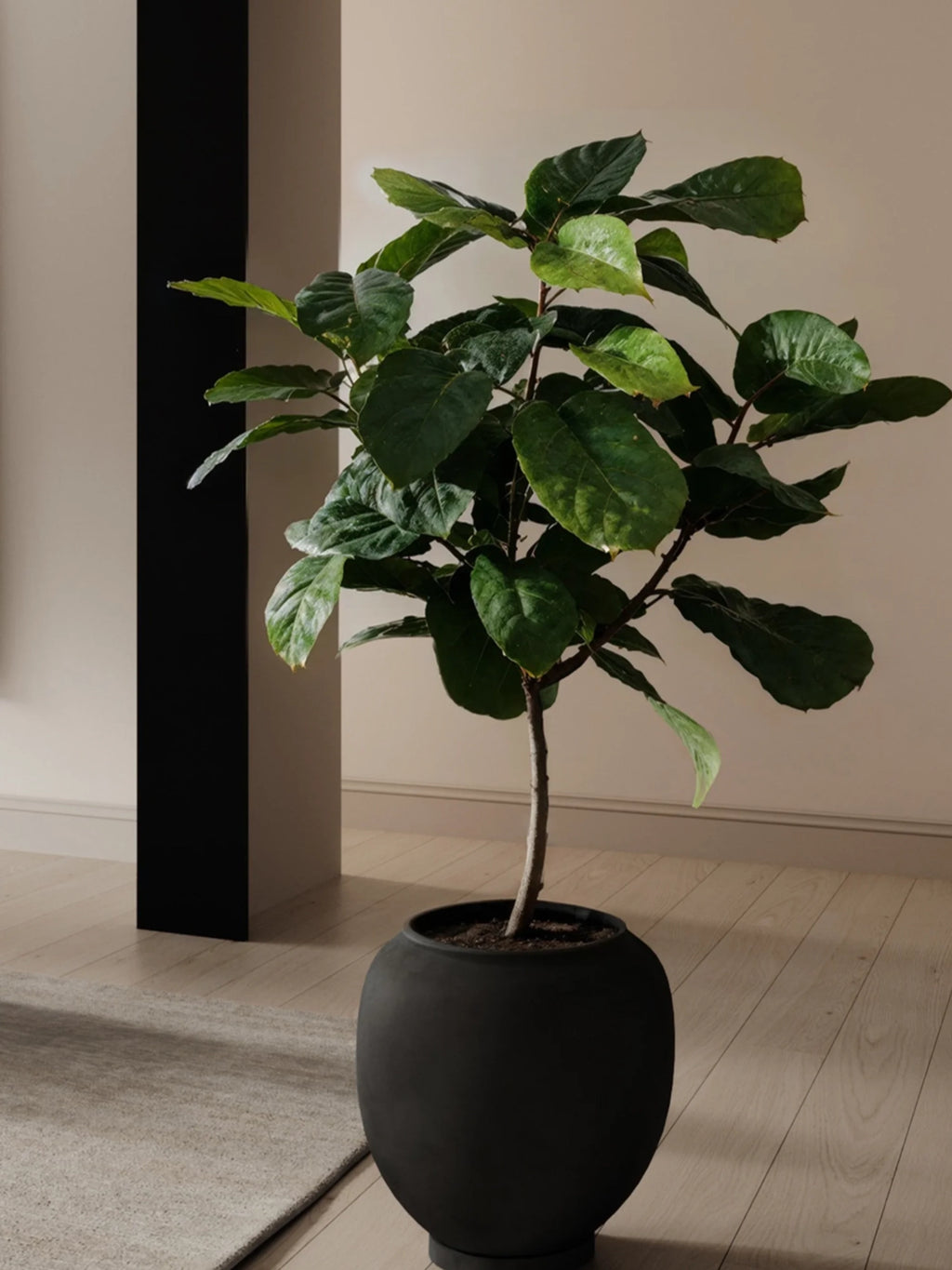 101 CPH Sunao Planter; a chic matte black, curved earthenware planter featuring a fiddle-leaf fig tree, showcased in a modern interior with light wood flooring. Premium home decor.