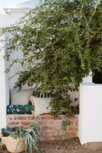 Michelle Bolster Pillow