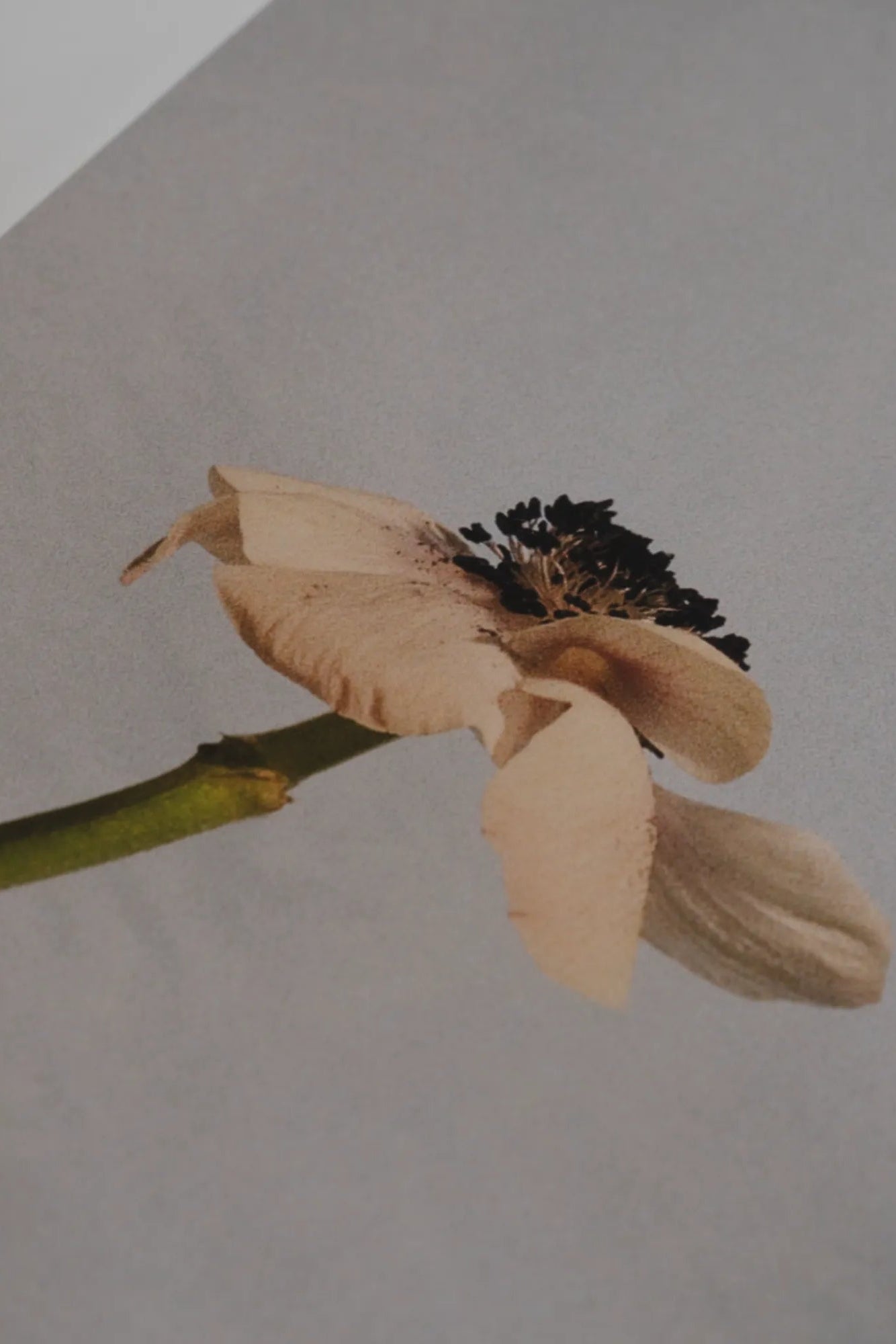 Poppy Pop - Delicious and crunchy popcorn with a sweet glaze