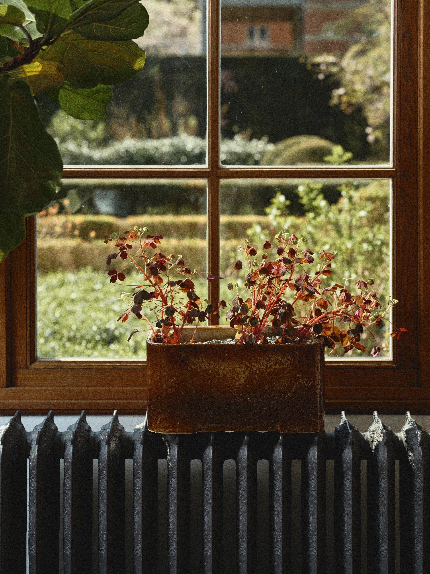 A rectangular ceramic Book Planter Low 04 in a glossy, mottled dark brown/caramel glaze is positioned on top of a dark, cast-iron radiator. The planter holds a plant with thin stems and dark reddish-purple leaves (possibly Oxalis). The planter and radiator are centered beneath a wood-framed window with a grid of panes, looking out onto a bright, green, and lush outdoor garden. A large green leaf from an indoor plant is visible in the top left corner.