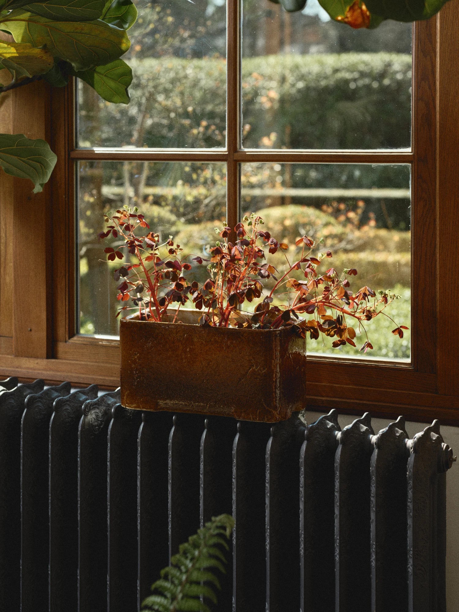 A rectangular ceramic Book Planter Low 04 in a glossy, mottled dark brown/caramel glaze is centrally positioned on top of a dark, cast-iron radiator. It contains a plant with stems and dark reddish-purple leaves (possibly Oxalis). The planter is set in front of a wood-framed window with a grid of panes, offering a view of a lush, bright green outdoor garden. A large green indoor leaf is visible in the upper left, and fern fronds are visible at the bottom.