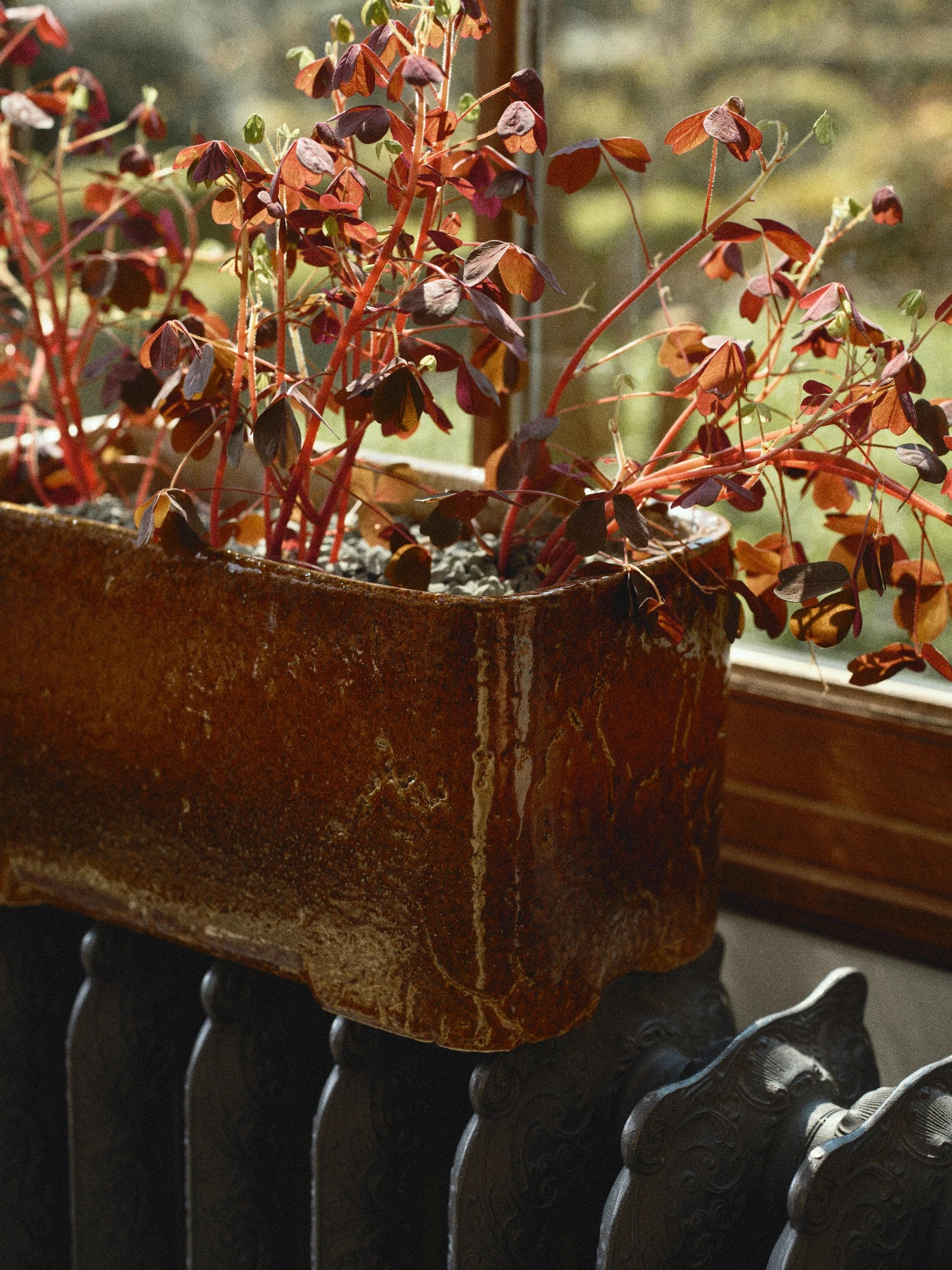 A close-up, high-angle shot of the rectangular ceramic Book Planter Low 04 in a glossy, mottled dark brown/caramel glaze. The planter sits on a dark, cast-iron radiator and holds a plant with reddish-purple clover-shaped leaves (Oxalis) on thin stems. The background is a slightly blurred, sunlit view through a wood-framed window, showing green foliage outdoors.