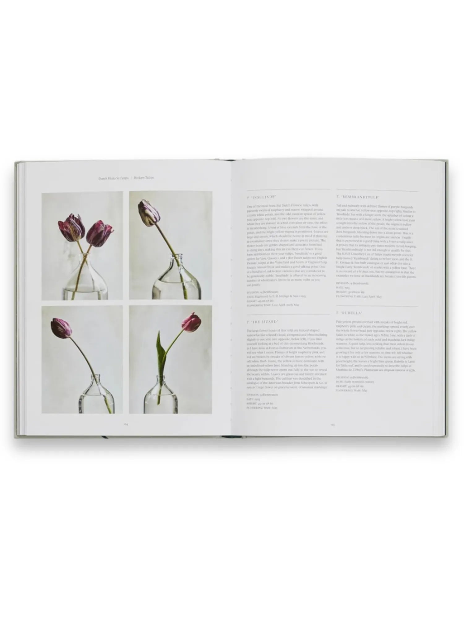 Book The Tulip Garden, an open, premium hardcover book showcasing vibrant tulip photography and detailed botanical descriptions. The left page features four close-up photos of various tulip varieties in clear glass vases, highlighting their unique colors and delicate forms against a light background. This exquisite coffee table book is perfect for gardening enthusiasts and flower lovers seeking inspiration and botanical knowledge.