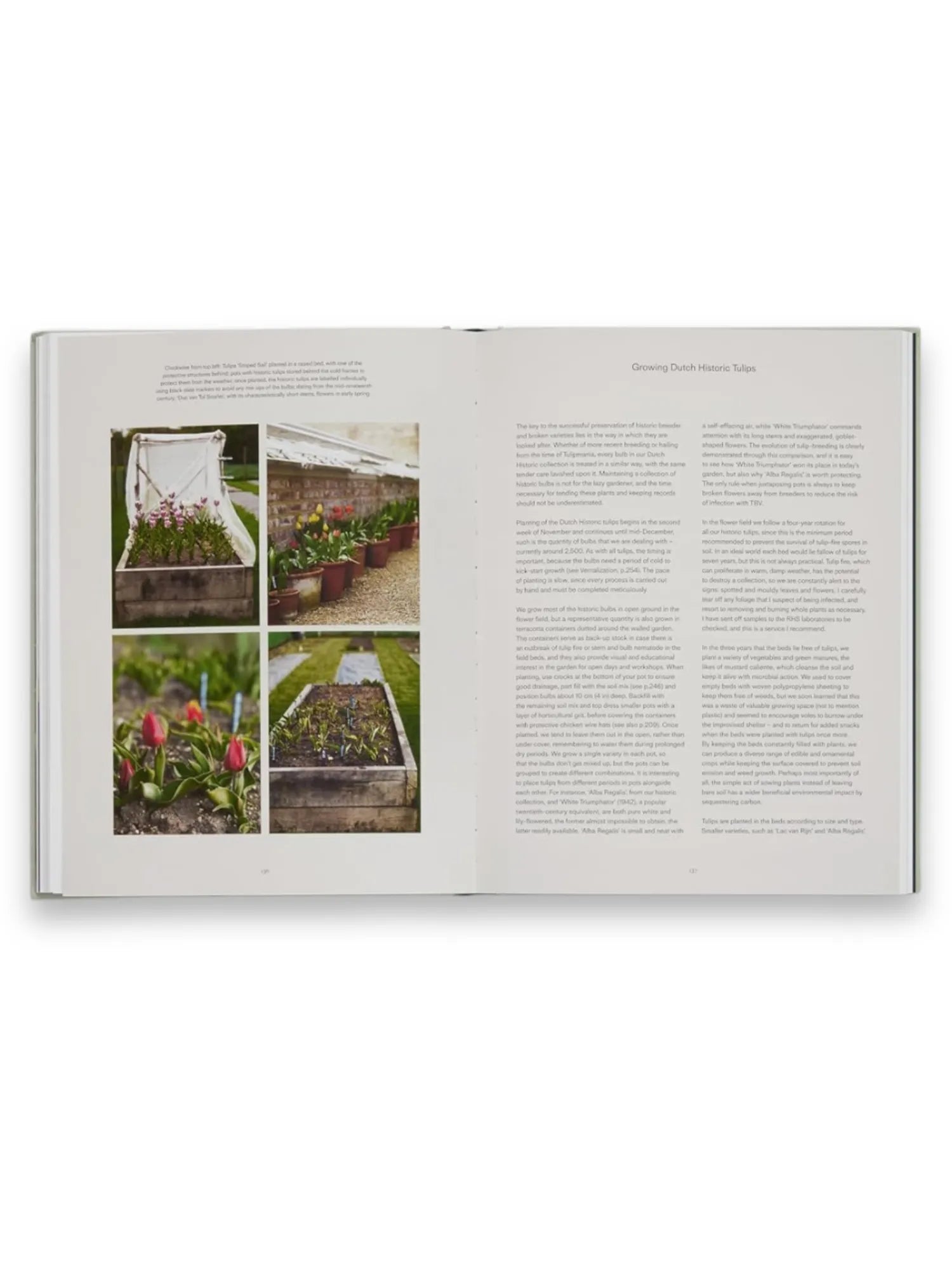 The Tulip Garden by Book - THAT COOL LIVING
