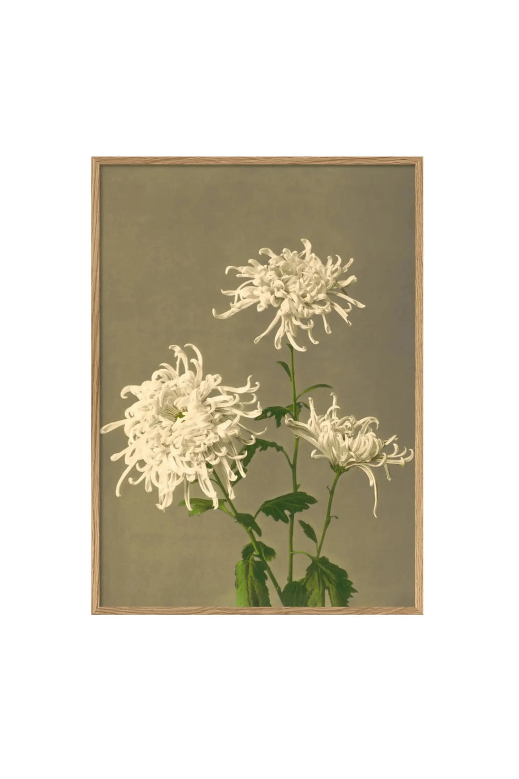 White Chrysanthemum - Art Print