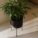 Wide and spacious container for growing various plant types